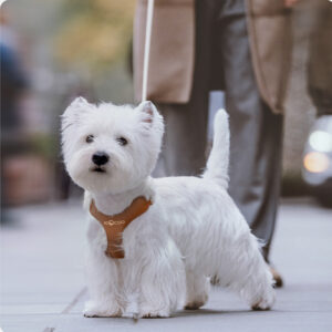 Leash Small And Medium-sized Dog Walking Leash Chest Strap
